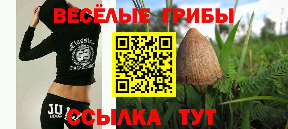 Галлюциногенные грибы Psilocybe Архангельск
